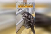 吃瓜少女猫娱乐,揭秘娱乐圈幕后故事